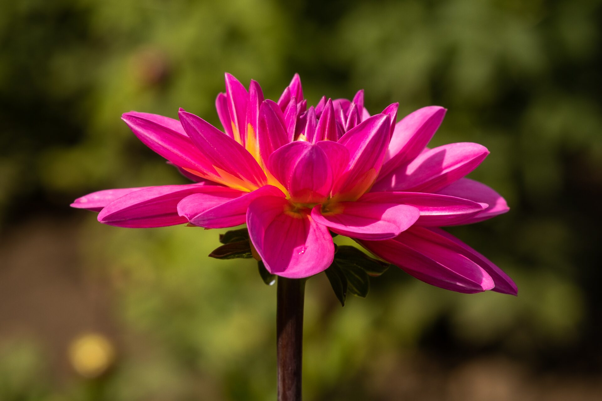 Blütenvielfalt direkt vom Feld. Erleben Sie unsere bunten Blumenfelder im Landkreis Harburg! Hier können Sie nach Herzenslust selbst Blumen schneiden und Ihren eigenen Strauß gestalten – frische Qualität garantiert. Die Saison reicht von April bis November (je nach Wetterlage).